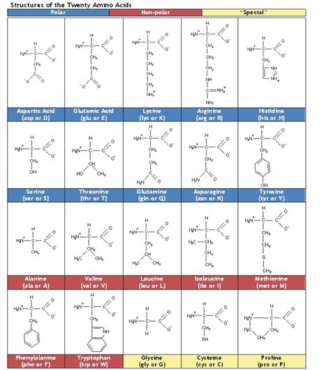 Structures of the Twenty Amino Acids Polar Non-polar | Chegg.com