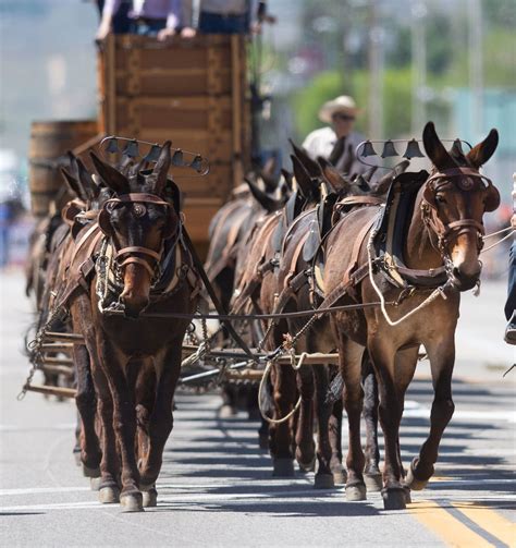 Photo Gallery – Mule Days, Bishop, CA