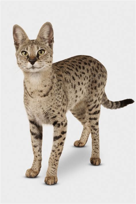 Facts about Savannah cats - Houston Chronicle