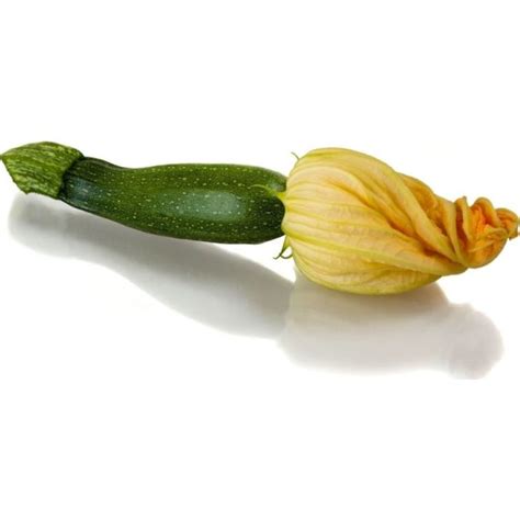 Courgette Flower (15 Pack)