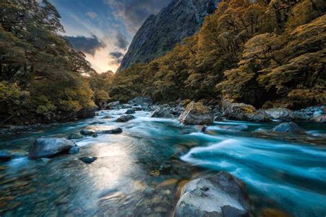 anduin fangorn forest waiau between te anau and you abel tasman ...