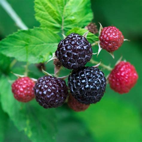 Niwot Black Raspberry Plant - Stark Bro’s