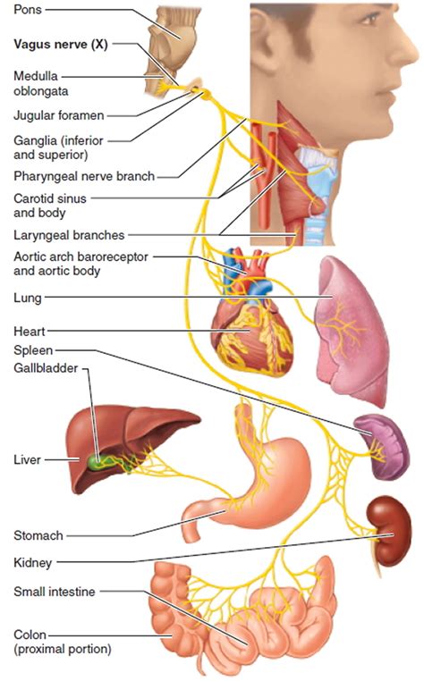 Polyvagal theory for Dummies - Movement Meets Life