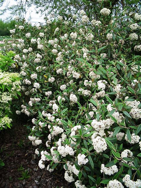 Prague Viburnum For Sale Online | The Tree Center