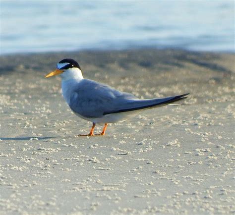 Least Tern - The Naturalist Journeys Blog