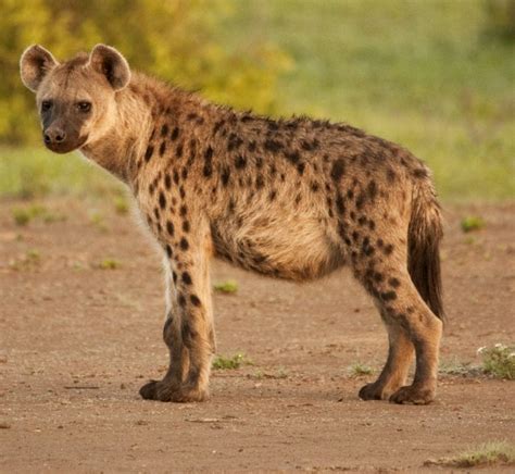 Amazing Facts about Spotted Hyenas | OneKindPlanet Animal Education