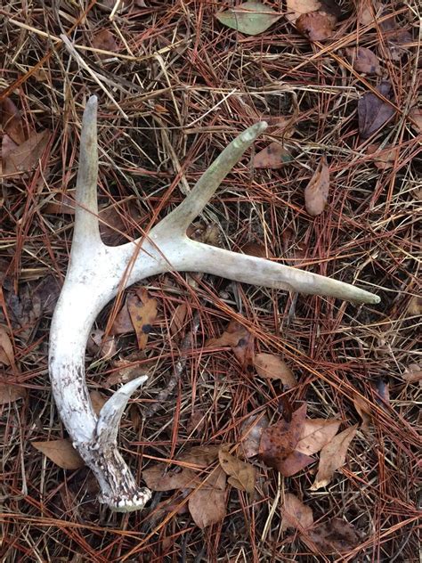 Hunting for Shed Antlers is Informative and Fun - Great American Wildlife