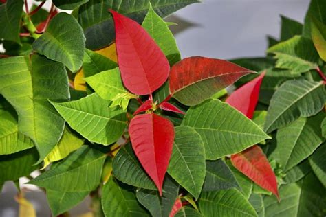 Why Are Poinsettias Red?