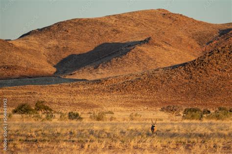 Lonely Oryx in Namib desert, Namibia Stock Photo | Adobe Stock