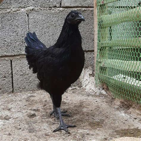 Kadaknath Chicken: A Near Mythical Chicken