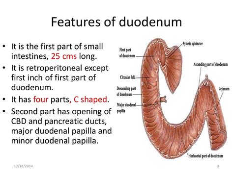 Gross anatomy & histology of ileum, jejunum