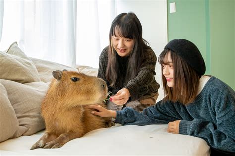 Japan’s first-ever capybara cat cafe opens in Tokyo | SoraNews24 -Japan ...