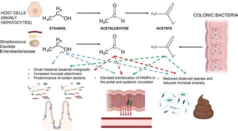 Understanding mechanisms of alcohol-associated bowel disease