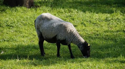 Suffolk Sheep Breed Information, History & Facts - SheepCaretaker