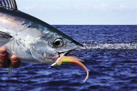 Using Skipjack tuna for bait - The Fishing Website