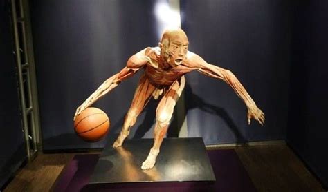 Real Bodies Exhibition In Sydney Upsets Human Rights Campaigners - 2SER