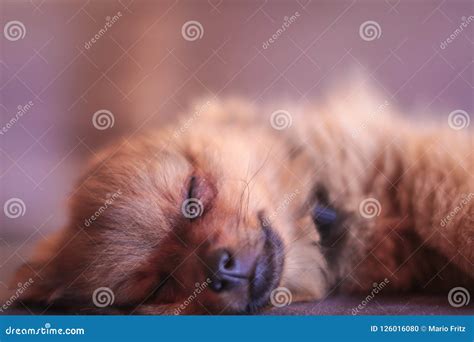 A Pomeranian Puppy Isloated. Looking Very Cute and Sweet while he is Sleeping. Stock Photo ...