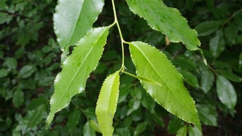 Wild Black Cherry - Prunus Serotina | Deciduous Trees | Cold Stream Farm