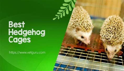 The 5 Best Hedgehog Cages Reviews 2021