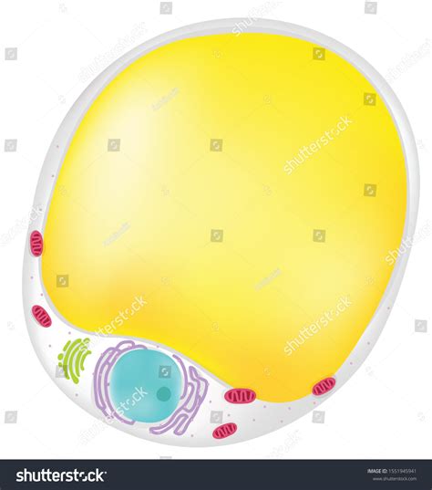 Anatomy Fat Cell Human Body Stock Vector (Royalty Free) 1551945941 ...