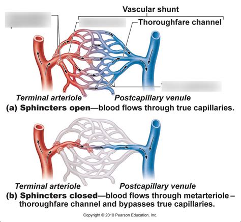 capillary bed Diagram | Quizlet