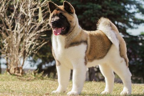 13 Dogs With Curly Tails – American Kennel Club