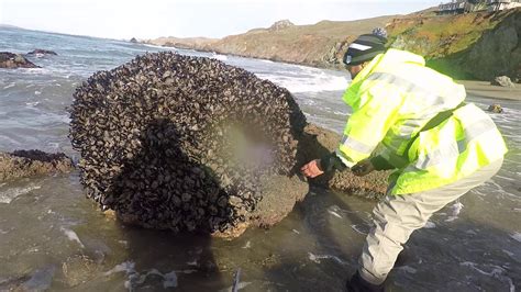 HARVESTING MUSSELS ON ROCKS | JANUARY 2020 - YouTube