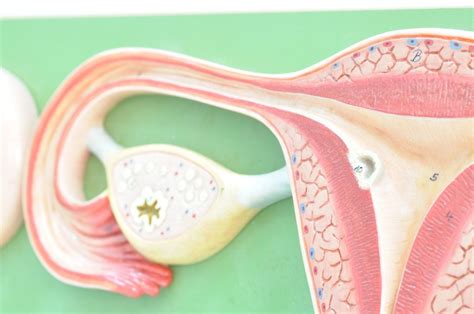 Structure and Function of the Ovaries - Facty Health