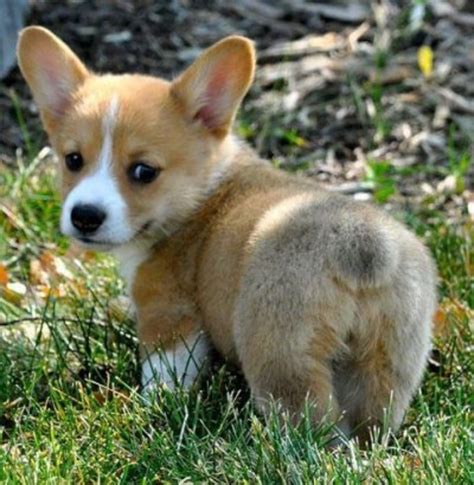 Mini Corgis: Your Full Guide Crumbs And Chaos