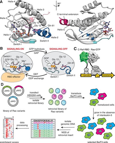 A saturation-mutagenesis analysis of the interplay between stability and activation in Ras | eLife