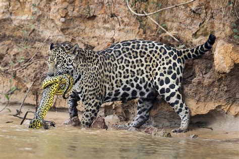 Wildlife photographer captures incredible battle between anaconda and jaguar