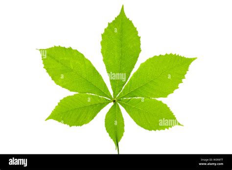 leaf of chestnut tree isolated Stock Photo - Alamy