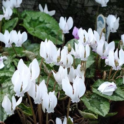 Cyclamen hederifolium white - Dorset Perennials