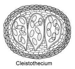 Ascomycota| Fruit body| Ascocarp| Types|