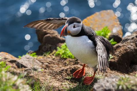 Bird Puffin Wants To Fly, Iceland Stock Photo - Image of outdoors, icelandic: 46749356