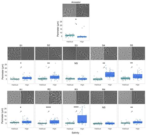 The evolution of phenotypic plasticity in cellular morphology. The... | Download Scientific Diagram