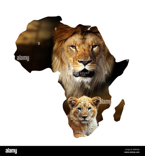 Male lion and cub portrait in Africa map isolated on white background Stock Photo - Alamy