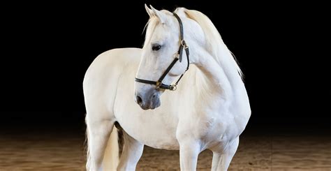 Wild Lipizzaner Horses