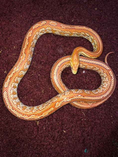 Corn snake breeding plans 2021! First lock of the year today! - Corn Snakes - MorphMarket ...