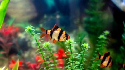 Tiger Barb Care Guide for Beginners - Avid Aquarist