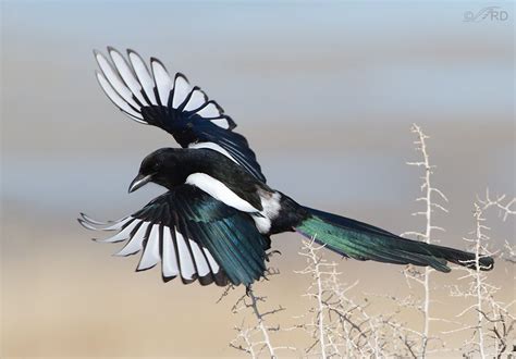 The Intelligence of Crows and Magpies | Eurasian magpie, Bird photo ...