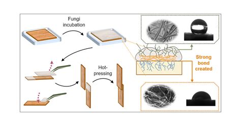 Mycelium (root Structure Of Fungi) MaterialDistrict, 52% OFF