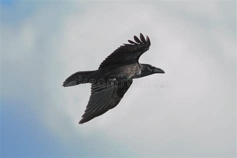 Black Raven Flying Over Blue Sky Stock Image - Image of creature, fauna: 101952291