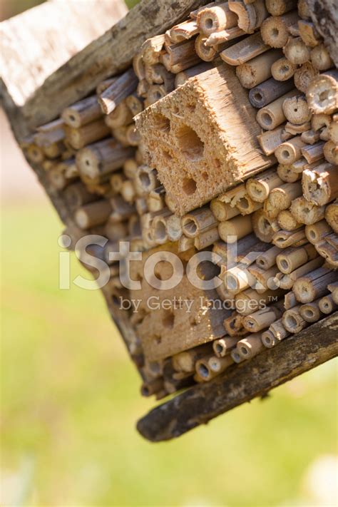 Insect Friendly Garden Habitat Stock Photo | Royalty-Free | FreeImages