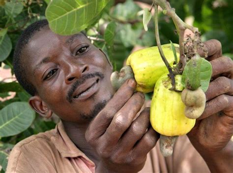 Cashews Cultivation: How to Start Cashew Farming - Just Credible