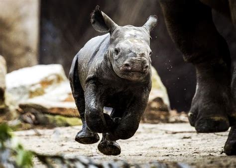 Baby Javan Rhinoceros