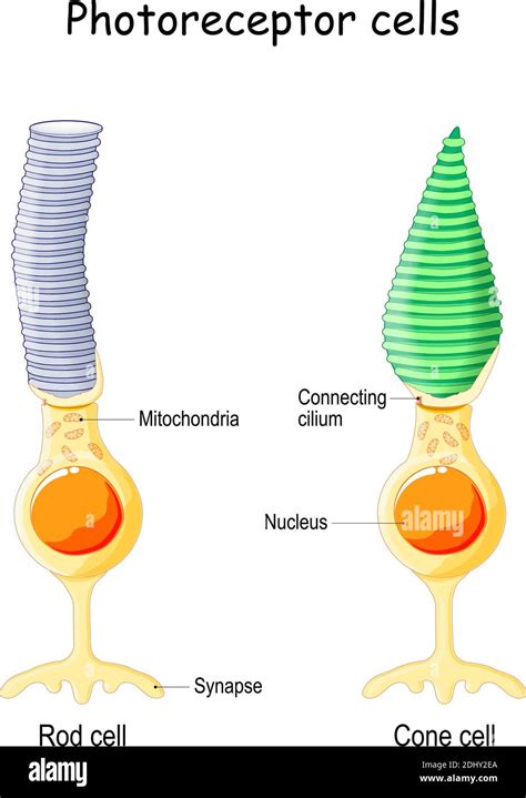 Anatomy of Photoreceptor. cell of a retina in the eye. Cone cells in respond to color vision and ...