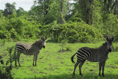 Zambia National Parks | Malawian Style | Tour Operator