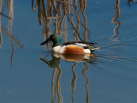 Northern Shoveler