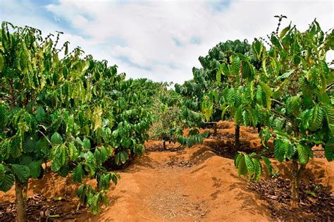 SOUTH AMERICA | Plants, Cactus plants, Garden